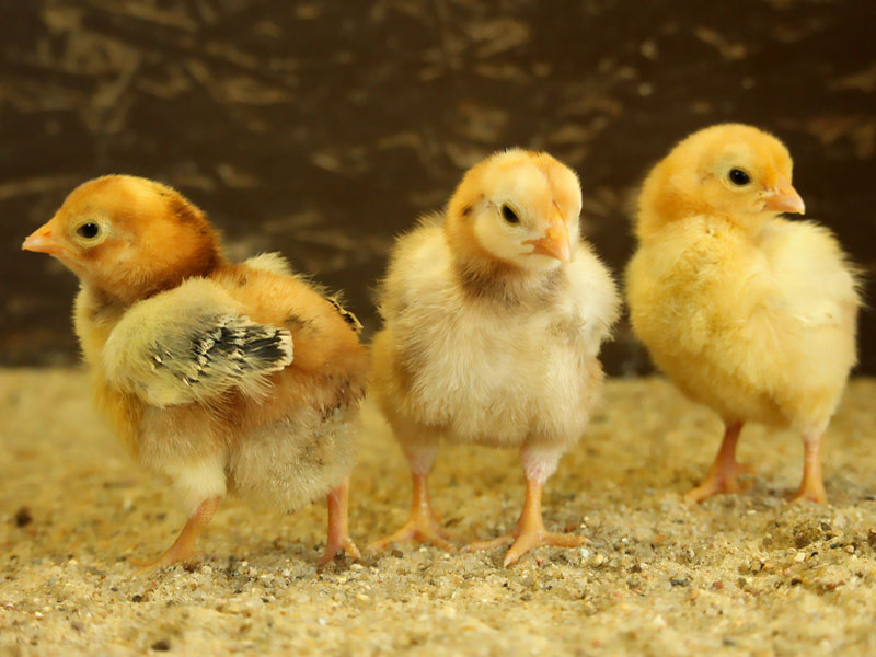 Chickens in a hatchery to illustrate the use of catalytic heaters in agriculture